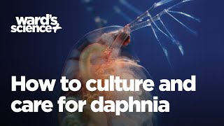 Caring and Culturing for Daphnia [upl. by Ludovick]