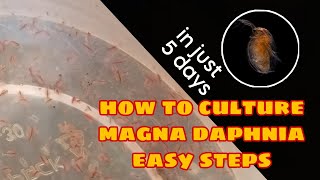 How to Culture Magna Daphnia Easily [upl. by Nosittam982]