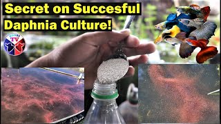 How to Culture Daphnia Successfully [upl. by Doerrer]