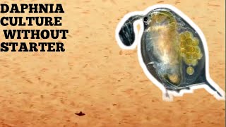 HOW TO CULTURE DAPHNIA NATURALLY WITHOUT A STARTER [upl. by Aynuat412]