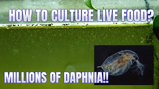 How to Culture Daphnia Secret Method to Breed MILLIONS  Simply Aquatic [upl. by Jadd]