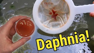 How I Culture Daphnia In Outdoor Tubs [upl. by Anirbys416]