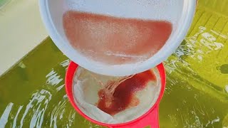 How to culture daphnia  Daphnia culture  How to grow daphnia outdoor [upl. by Makell809]