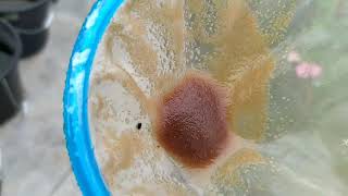 How to culture daphnia moina in a small container Part 1 English Subtitle [upl. by Logan]