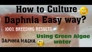 Daphnia MagnaHow to Culture Daphnia Easy wayCulturing Daphnia using Green water Daphnia [upl. by Flaherty]