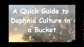 How to culture daphnia outside [upl. by Aradnahc]