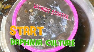 How to culture daphnia moina the easy way 1  Starting the Daphnia culture [upl. by Einahpetse]