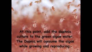 Daphnia  How to grow daphnia in your home [upl. by Alin268]