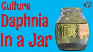 How to Culture Daphnia in a Jar [upl. by Winstonn]