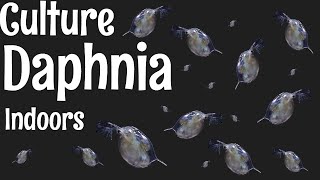 How to Culture Daphnia [upl. by Mik]