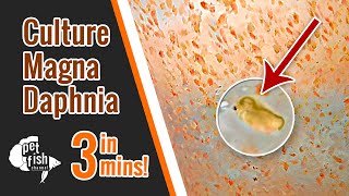 How to culture DAPHNIA MAGNA  The easy way [upl. by Lleoj]