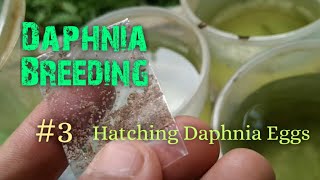 Daphnia Culture made simple and easy 3  Hatching Daphnia eggs [upl. by Zaid]