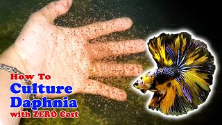 How to Culture Daphnia with ZERO Cost  Unlimited Live Food For Our Fish [upl. by Drarrej]