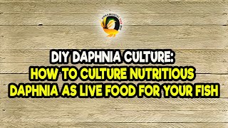 DIY Daphnia Culture How to Culture Nutritious Daphnia as Live Food for Your Fish [upl. by Ely904]