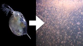 How I Culture Daphnia [upl. by Odnumde]