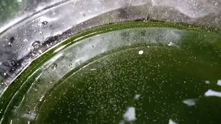 DAPHNIA MOINA CULTURE IN A SMALL BUCKET [upl. by Mirna225]