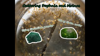 How To Culture Daphnia and Moinas using Green Water Spirulina powder [upl. by Lacym]