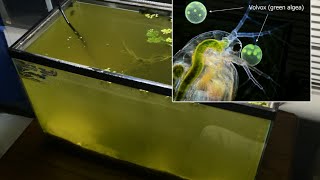 Raising Daphnia for the Freshwater Aquarium [upl. by Yoong]