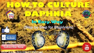 HOW TO CULTURE DAPHNIA In Easy Way [upl. by Nylitak564]